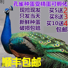 ��ȸ��ȸ����ȸ�N���N���N��ȸ��ȸ�����{��ȸ�����ܾ��N��������