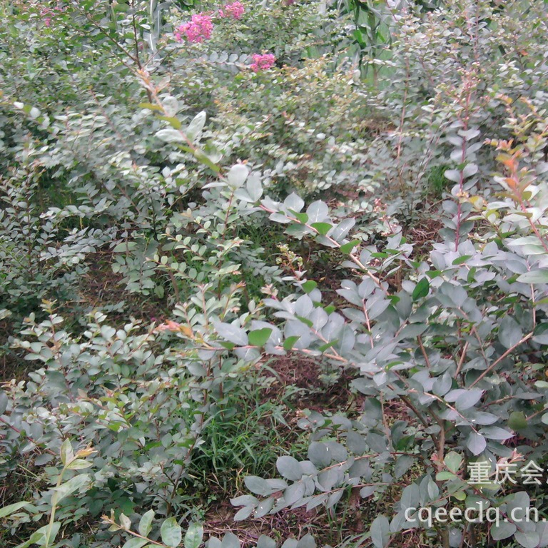 Продажа саженцев мирта крепа саженцев мирта саженцев крепа различных видов зеленых саженцев крупные выгодно