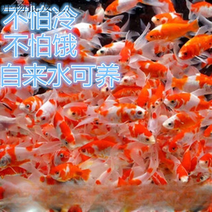 С���~���l���~�^�p�~С���l�\���\�a��ɫ�t�����^���T�ʹ��l