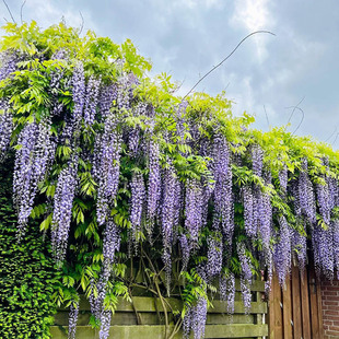 Dropshipping Wisteria Flower Saplings Purple Wisteria Climbing Vines Climbing Florals Courtyard Wall Four-Season Flowering Plants with Many Florals