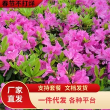 һ�����lë���NС��ӳɽ�t����ͥԺ���̾G����ľë���ͺ��_������