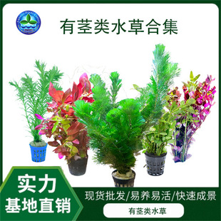 Aqua grass landscaping in the back scene decoration real aquatic plants live wholesale green chrysanthemum centipede grass small red plum green money green leaves