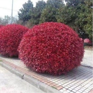 �t�~ʯ������ļ��L�໨�܈@����ľ�ͺ�ֲ�����Լt�_�eʯ����λ�