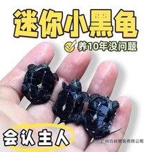 纯种墨龟苗顶墨小乌龟墨龟中华田园龟墨龟6克颗粒粮全黑成年批发