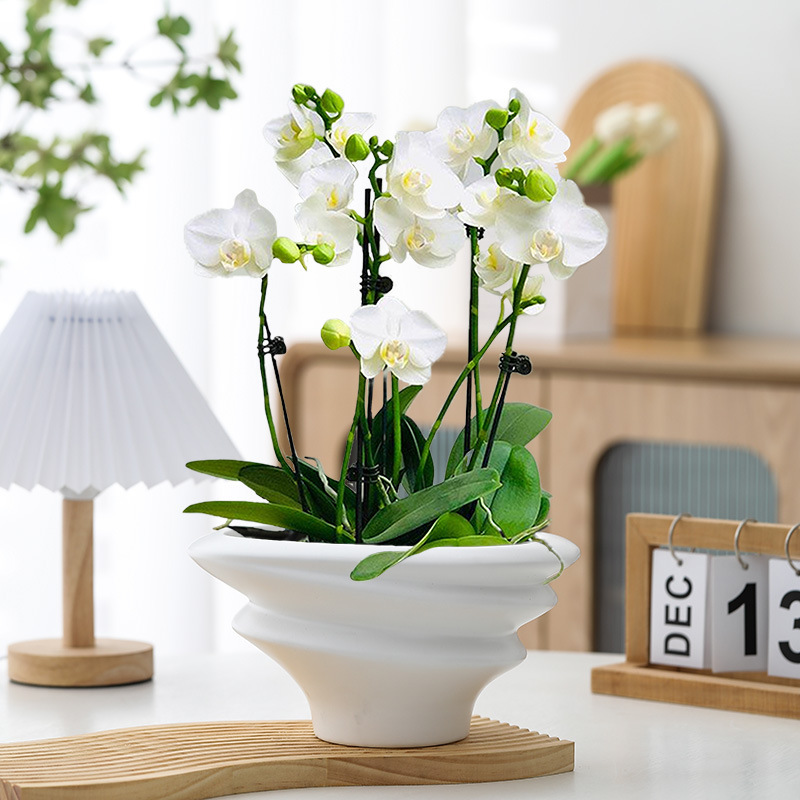 白い胡蝶蘭植木鉢、軽い高級感と高級感のある家庭用セラミック組み立て植木鉢、高級蘭専用植木鉢、送料無料|undefined