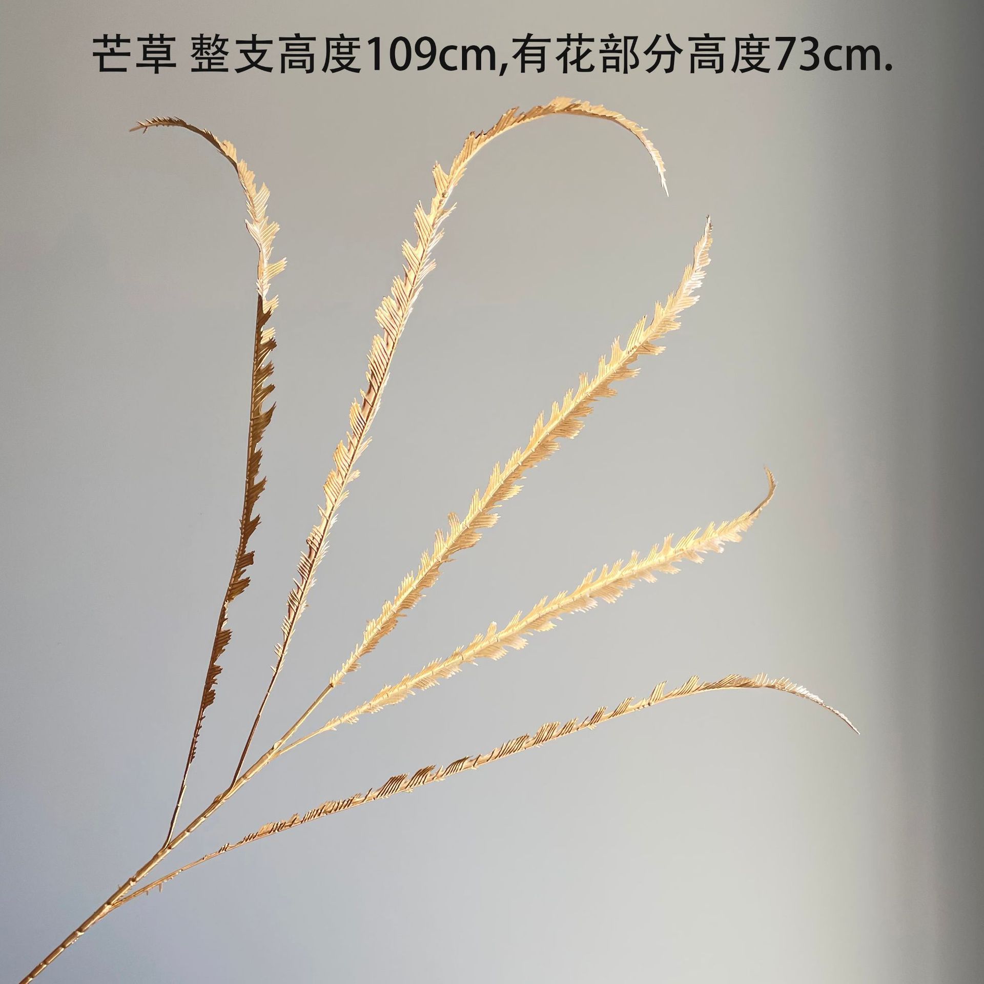 Miscanthus