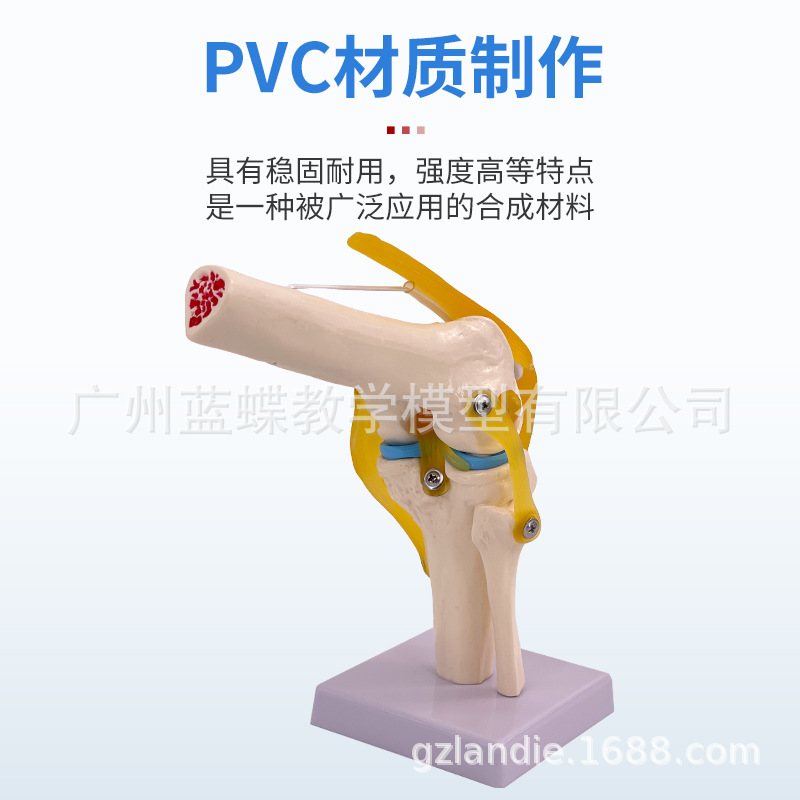 ��ѧ��������ؽڹ�����������׹Ǽ�ϥ�ؽ��ŹǿƸ��ʹ�ҽѧģ��