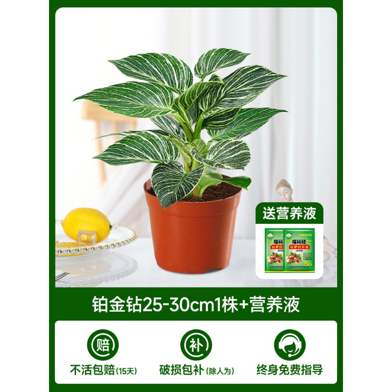 백금다이아몬드 25-30cm 식물 1개 + 영양액 2개 [물/토양 재배 가능]