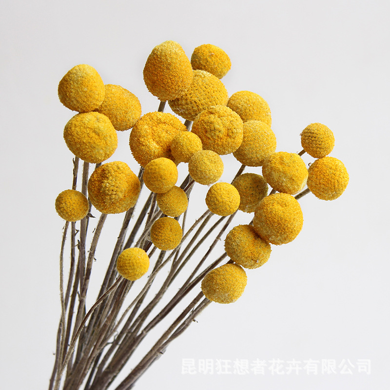 狂想者永生花黄金球云南保鲜花束家居装饰插花摄影厂家批发