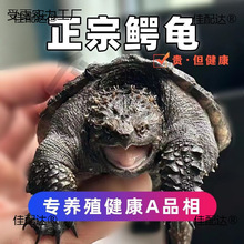 ����С���������������͹��ӷ�ʳ���ˮ����������С���ݵ���