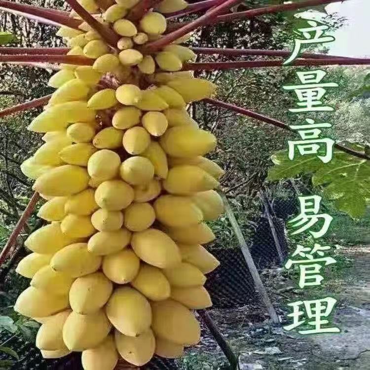 奶油木瓜种子薄皮冰糖心牛奶木瓜籽阳台庭院盆栽四季水果种子大全