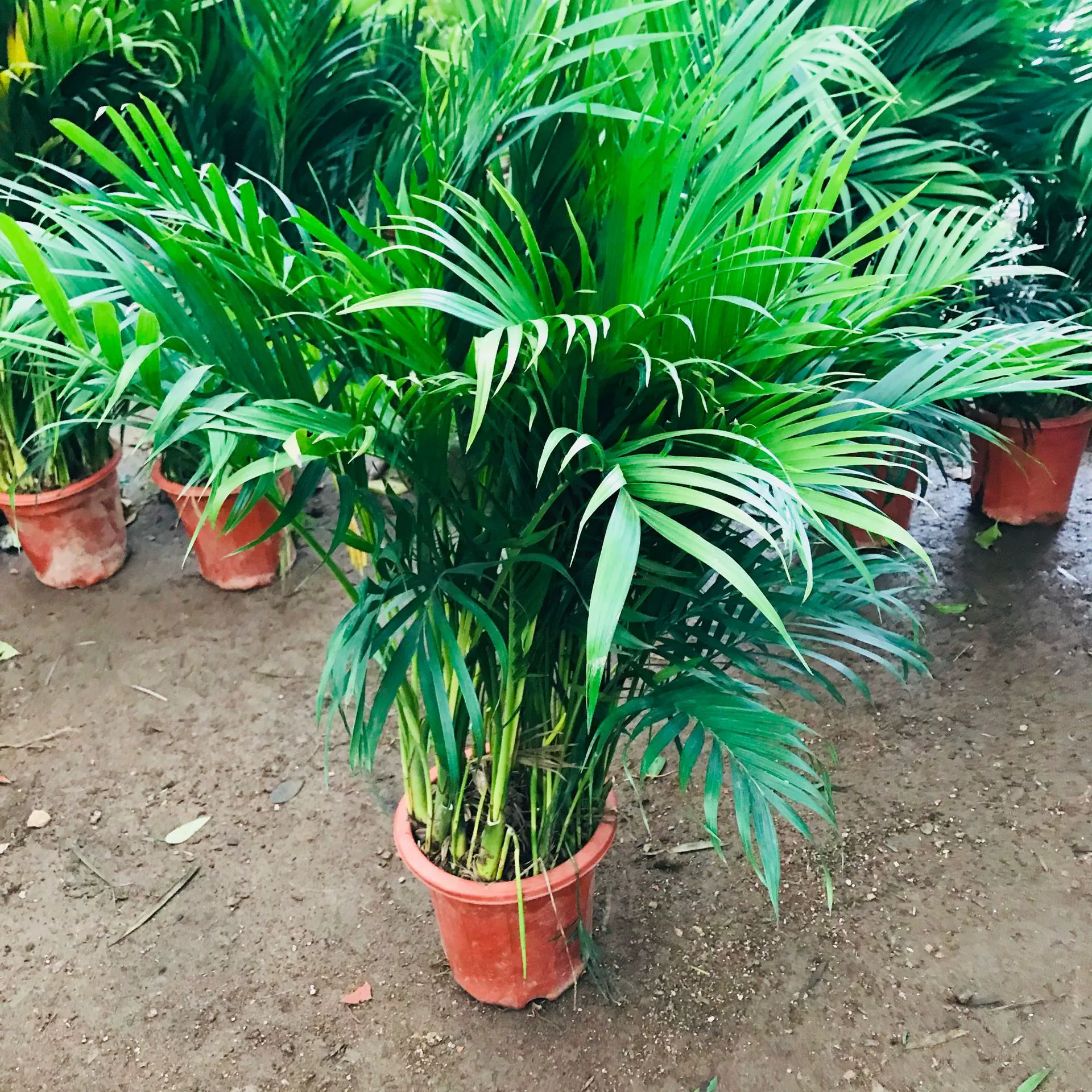 Теплица оптовая сетка красные зеленые растения в горшках Подсолнечник карман кокосовый орех в помещении Гостиная Офис очистка воздуха горшечные растения