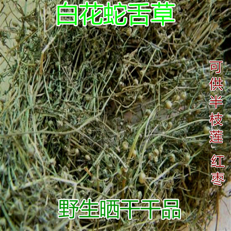野生白花蛇舌草 蛇舌草 竹叶菜 蛇利草中草药 整条晒干可供半枝莲