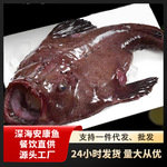 安康鱼鮟鱇鱼船冻锁鲜捕捞灯笼鱼蛤蟆鱼批发整箱深海锁鲜整箱批发
