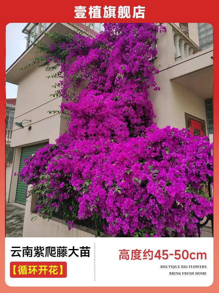 [계절꽃] 운남자색덩굴대모종 [45-50cm]