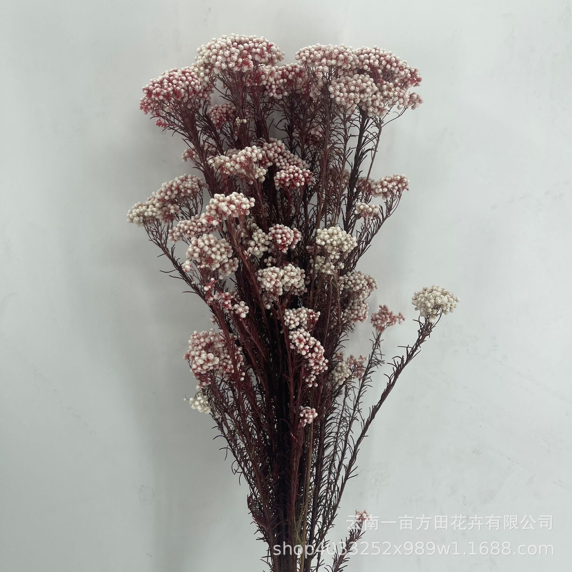 b7b07ad0c84f09d36ed3b69368b8b8