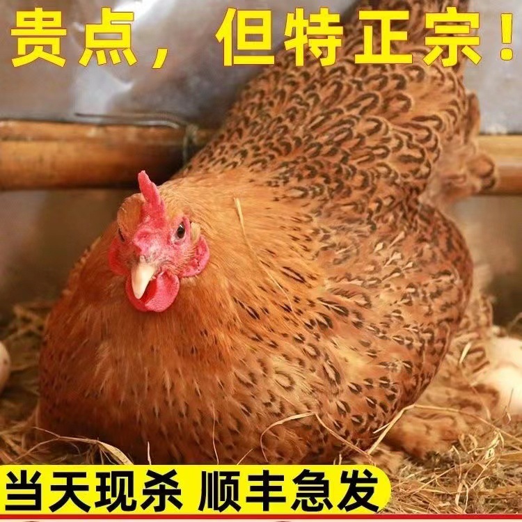农家散养黑脚土母鸡童子鸡待产母鸡健康粮食喂养草鸡笨鸡