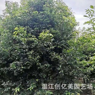 �a��ֱ�l���ù�8-12���������G�h����ͥԺ�e��С�^���@�G����