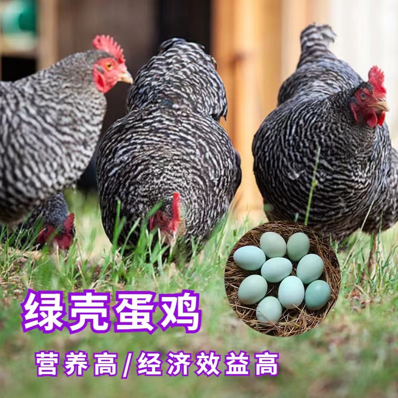 农家散养活体芦花鸡苗 纯种脱温芦花鸡苗价格脱温苗土鸡小鸡幼苗