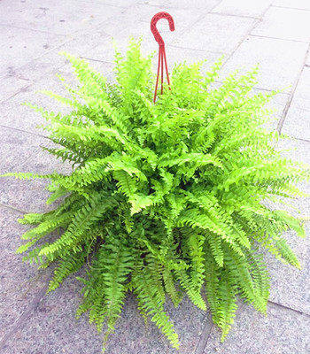 보스턴 고사리 (원래 분지 + 후크) + 영양 용액