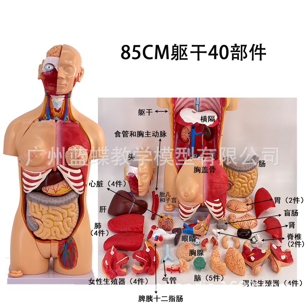 85cm躯干40部件
