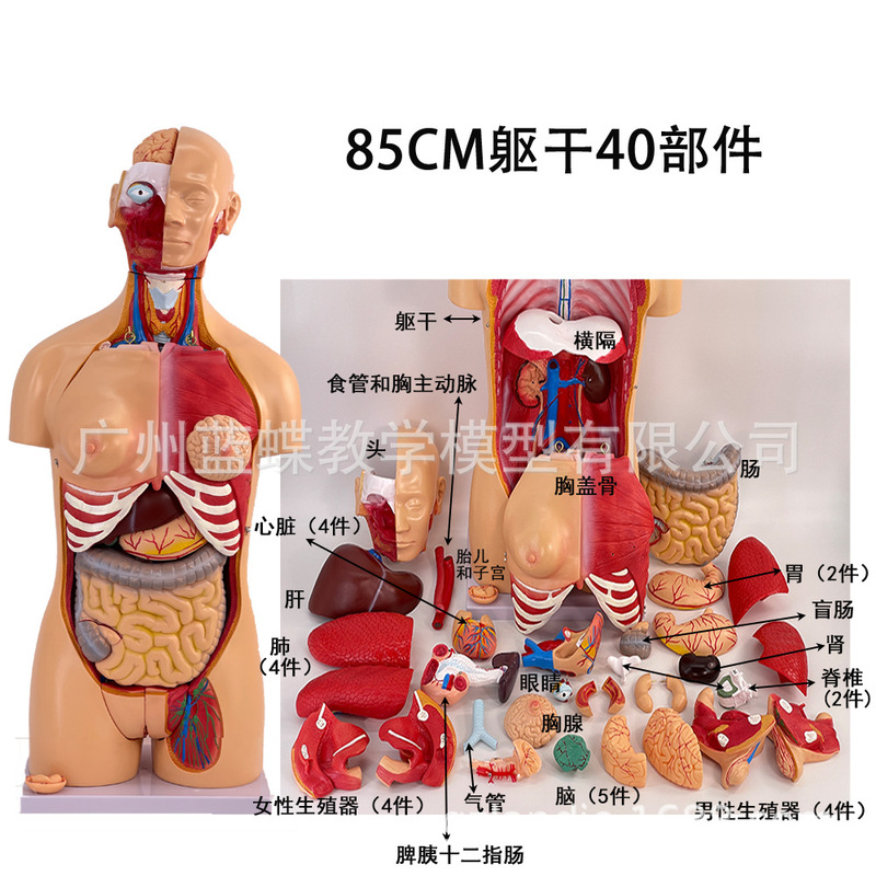 85cm Gender Torso Model Can Be Detached into 40 Pieces of Human Body Organ Structure Tissue Anatomy Model