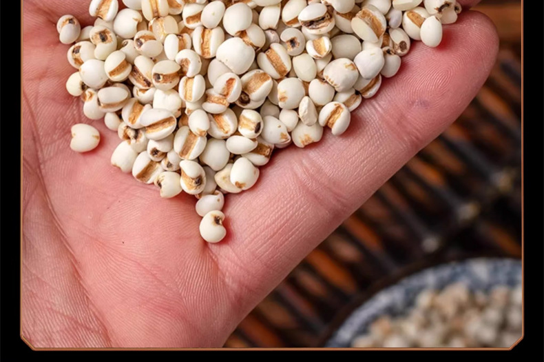 Coix Seed Yi Yi Ren 500g Dried Job's Tears Herbal Tea Ingredient Guizhou New Crop preparation