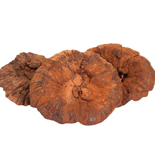 Product Origin Supply Imitation Wild Tremella Purple Ganoderma Black Mushroom Slices with Grass Attached Spore Powder Not Bitter Wild Cultivation 250g