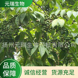 厂家批发黄柏提取液扬州元瑞生物植物提取液中药植物提取物