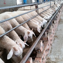 ʯׯСβ ŲdС̷Nĸr