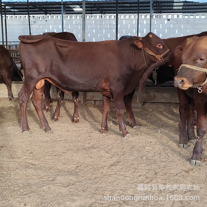 育肥小牛犊 鲁西黄牛 利木赞牛种牛 江西肉牛养殖