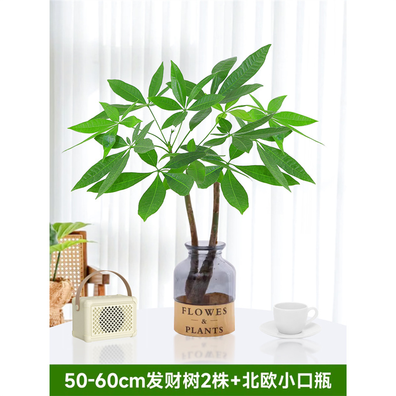 50-60cm 머니트리 2그루 [북유럽 작은 입병 포함] 무료 영양액 1팩