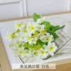 White orchid chrysanthemum 7 forks