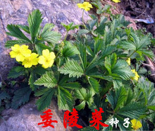 白头翁种子 白头翁种子品牌 图片 价格 白头翁种子批发 阿里巴巴