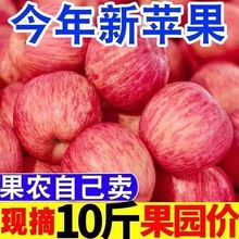 紅富士蘋果批發脆甜山東煙台10斤裝當季水果新鮮3斤/5斤整箱包郵