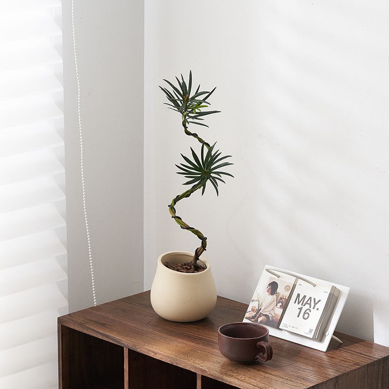 Plántulas de pino Podocarpus de estilo nórdico, forma de pino de bienvenida, planta verde de escritorio, sala de estar interior, planta de paisajismo, planta en maceta que absorbe formaldehído image 13
