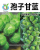 Small packaging Various vegetable seeds 8*10 cm small packaging can be used as gift vegetable seed factories wholesale