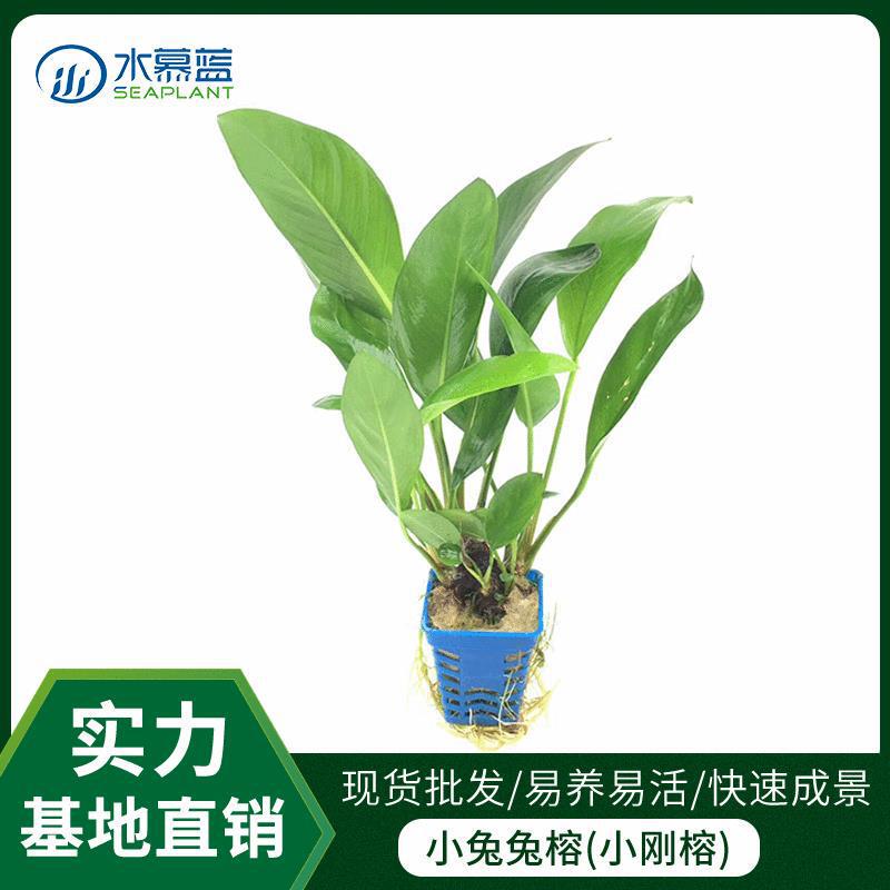 Aquatic Plants Small Water Banyan Small Rabbit Banyan Negative Grass Fish Tank Aquarium Decoration Landscaping Lazy Aquatic Plants in Stock Aquatic Plants Small Water Banyan Small Rabbit Banyan Negative Grass Fish Tank Aquarium Decoration Landscaping Lazy Aquatic Plants in Stock