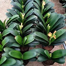 �����]�������m�������m���Ծ����m���ļ�����ֲ������m����