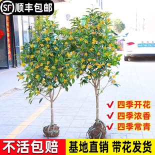 �𻨘�����ͥԺ�����ļ�ԭ�������҃������԰��µ��𻨻ܾGֲ��