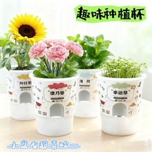 种植盆栽迷你绿植物发芽生长观察罐头种子幼儿园开学季向日葵
