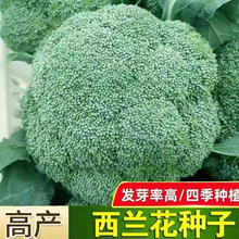 ���m���N�� �ļ���Ҭ�˾G��ʯ�߲˷N���Ӹ߻���˷N�ͺ��߮a