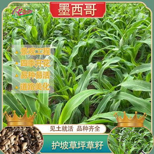 One-two-year-old forage type Mexican corn grass seed cold-tolerant alkali-tolerant high-yield grass seed feeding cattle and sheep forage grass