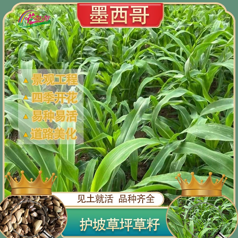 Один-два года в возрасте одного-два года, семена мексиканской кукурузной травы, холодоустойчивые к щелочам с высоким урожаем семян травы, кормящие крупного рогатого скота и овец, кормовой травой
