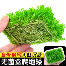 无菌盒爬地矮珍珠水草植物趴地矮鱼缸草坪专用无菌杯阴性水草批发