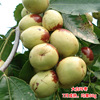 Jujube live seedlings grafted jujube fruit tree seedlings Potted in the south of the south and south of the north.