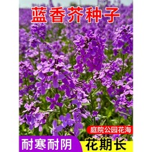 蓝香介花种子欧亚香花芥春秋播室外庭院景观绿化花卉种子观花草花