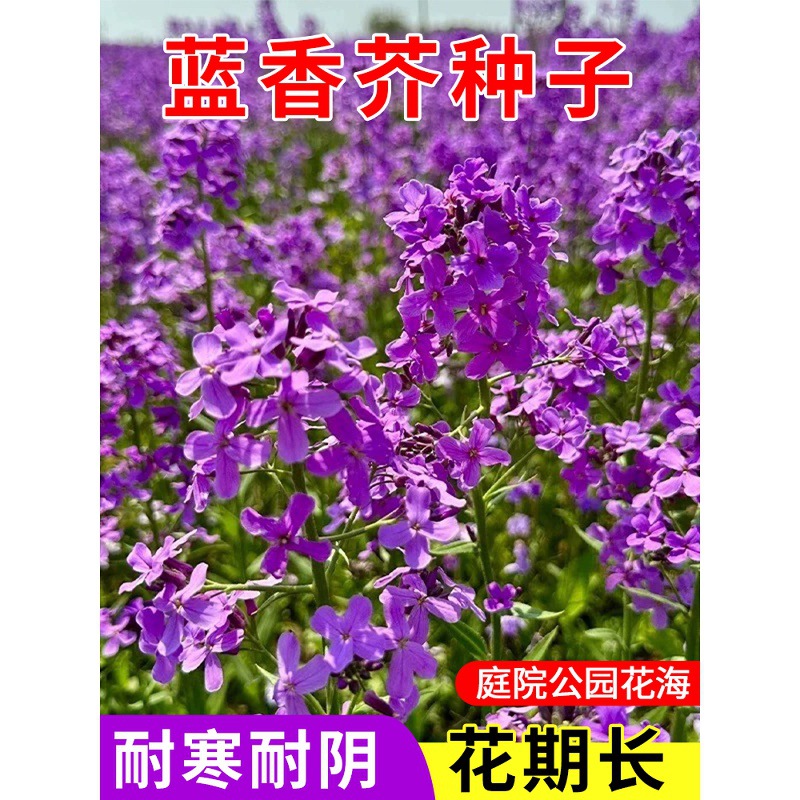 蓝香介花种子欧亚香花芥春秋播室外庭院景观绿化花卉种子观花草花