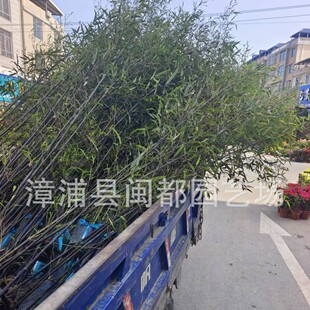 ���� ��� 4m �񶒏� 3cm ������L���� ���B���^�ޏ��� ����r��