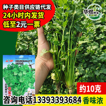 青丰农家香菜种子 厂家批发四季小菜园芫荽农家蔬菜孑大叶香菜籽